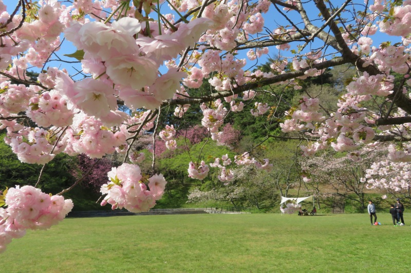 【2024】鳥取市内のお花見といえばココ！おすすめ桜スポット