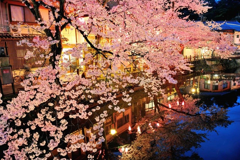 桜に彩られる城崎温泉街