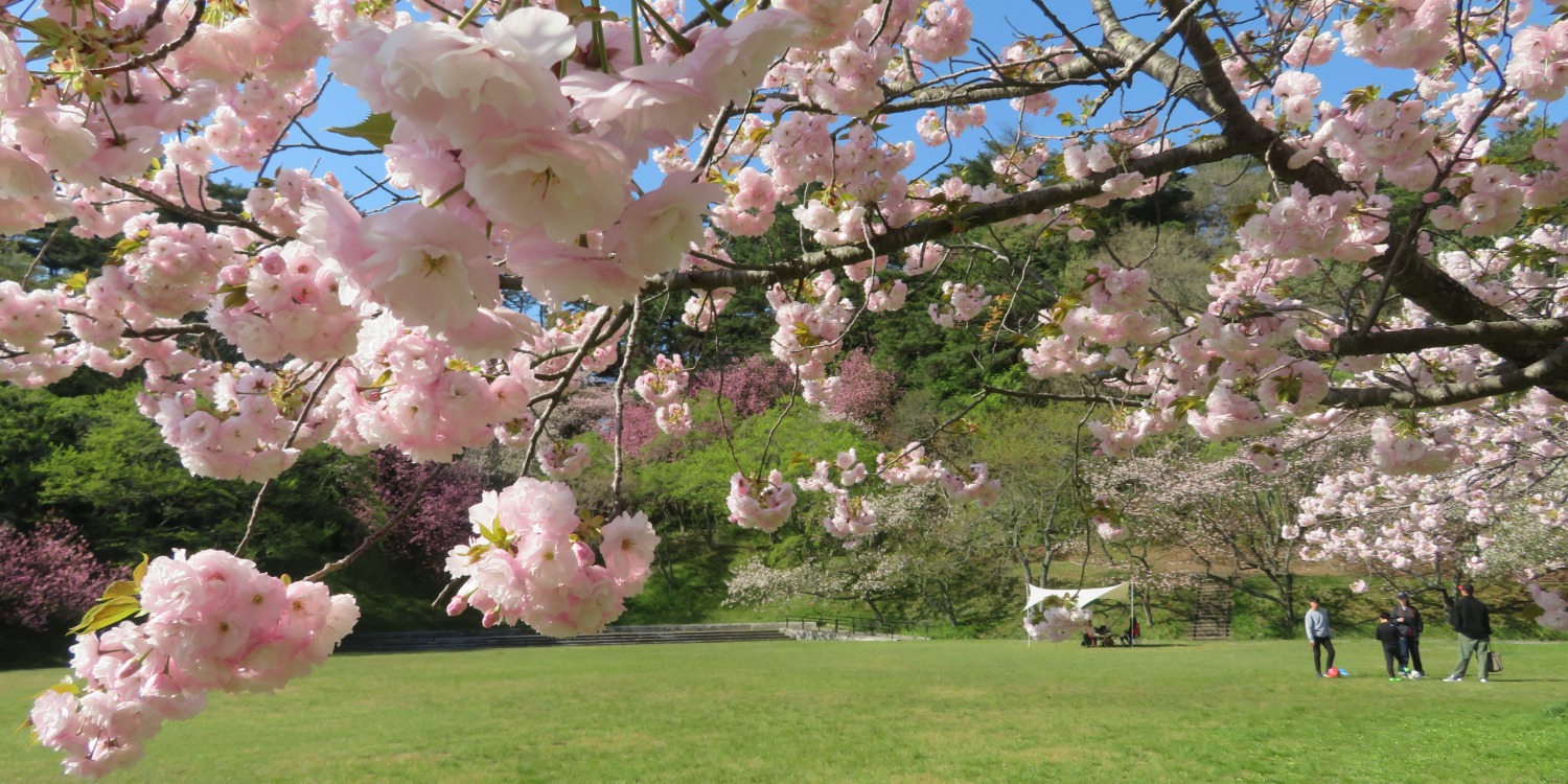 鳥取市内のお花見といえばココ！おすすめ桜スポット