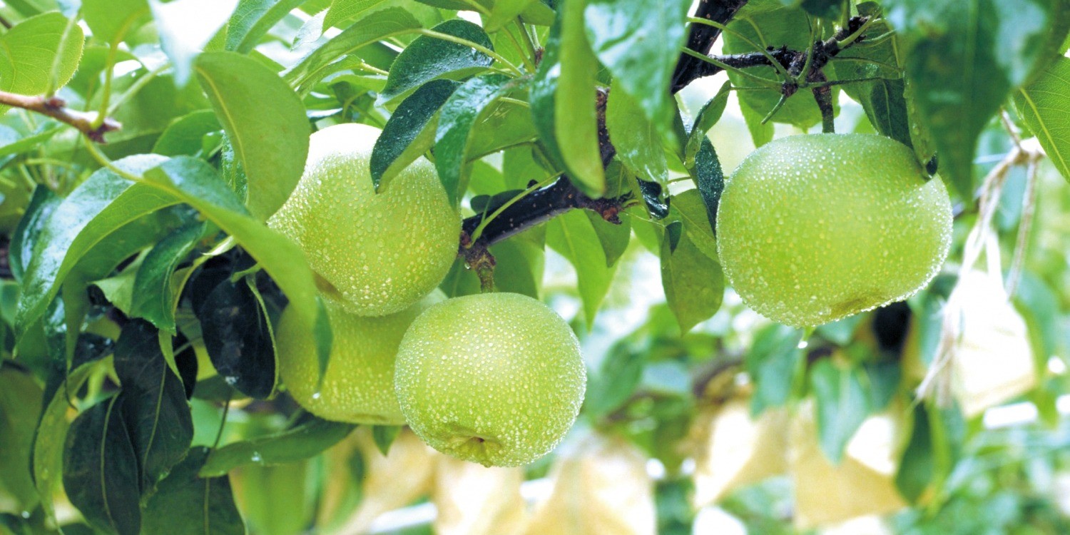二十世紀梨、新甘泉。鳥取特産の梨の収穫は8月下旬から。