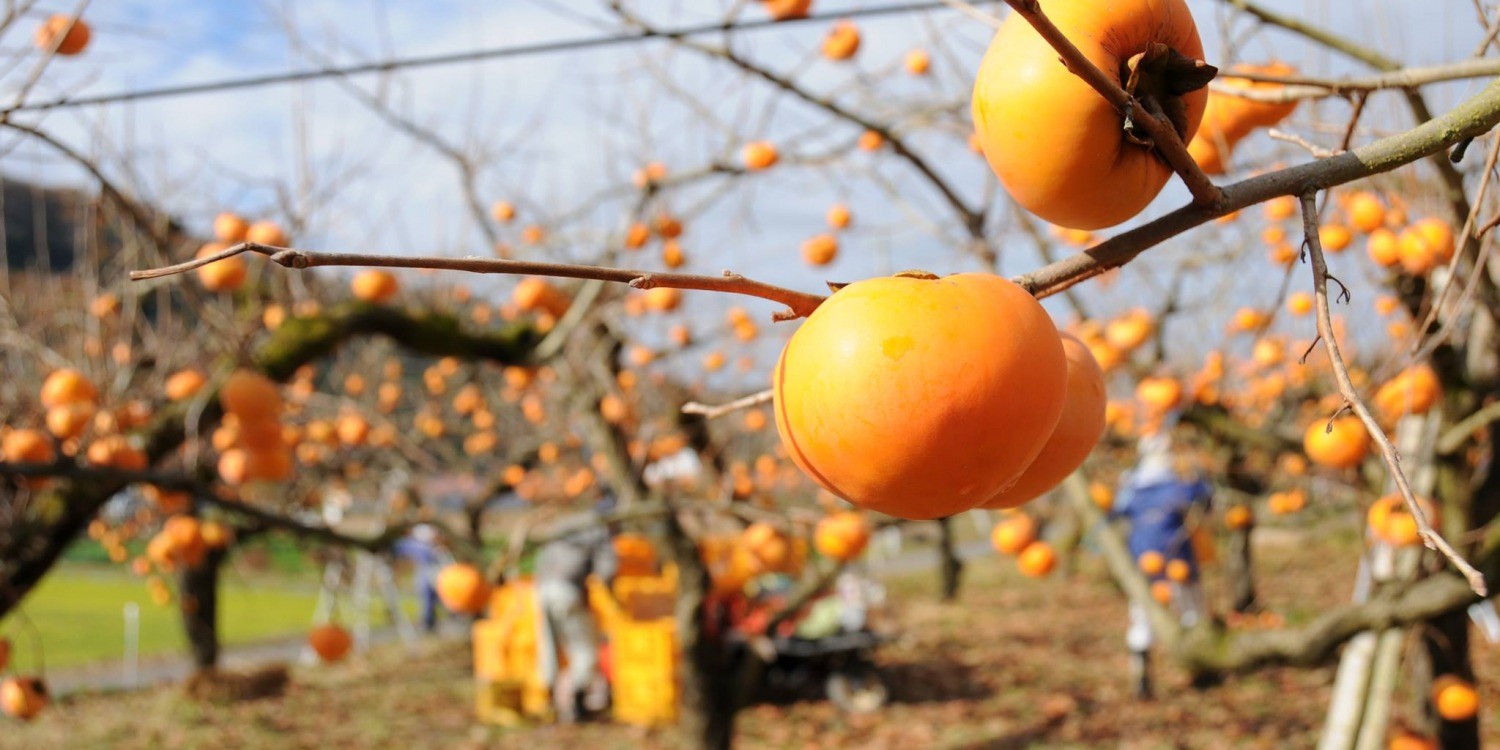 紅葉スポットにおいでやず