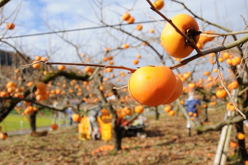 紅葉スポットにおいでやず