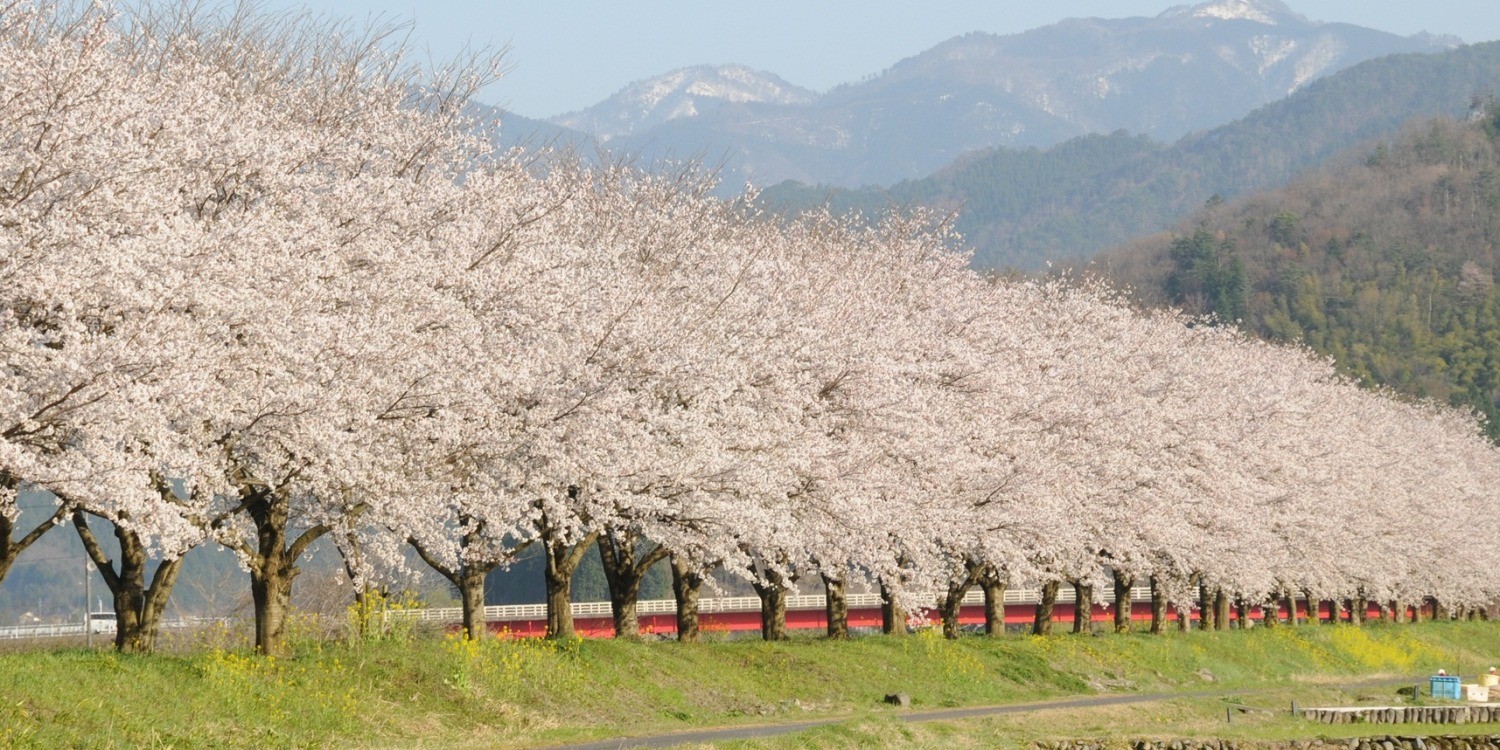 【2024】アクセス抜群！　八頭町お花見スポット！