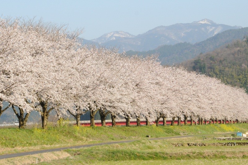 アクセス抜群！　八頭町お花見スポット！