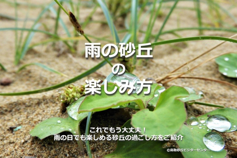 「雨の日でも大丈夫！雨の鳥取砂丘の楽しみ方」せっかく来たのに雨だと砂丘は楽しめないと諦めていませんか？雨の日のだって鳥取砂丘の楽しみたい！そんな方に雨の日でも楽しめるスポットをご紹介します。