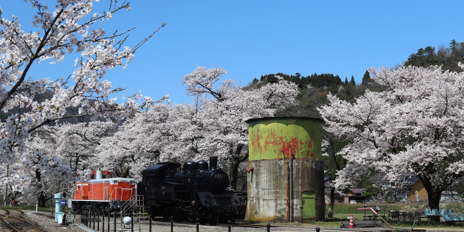 【2024】若桜町桜スポット特集