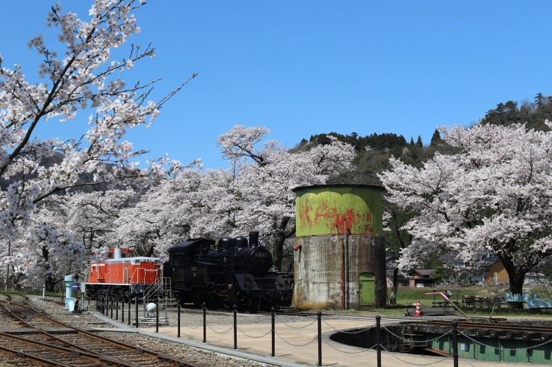 【2025】若桜町桜スポット特集
