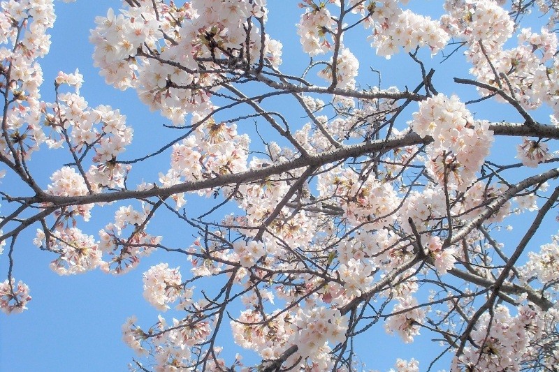 【2025】満開！岩美町桜スポット