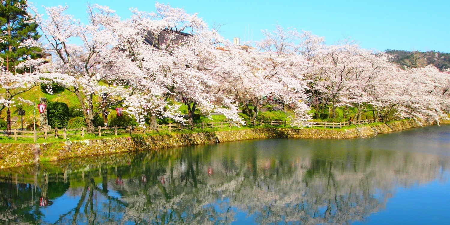 桜咲く！お花見スポット特集まとめ