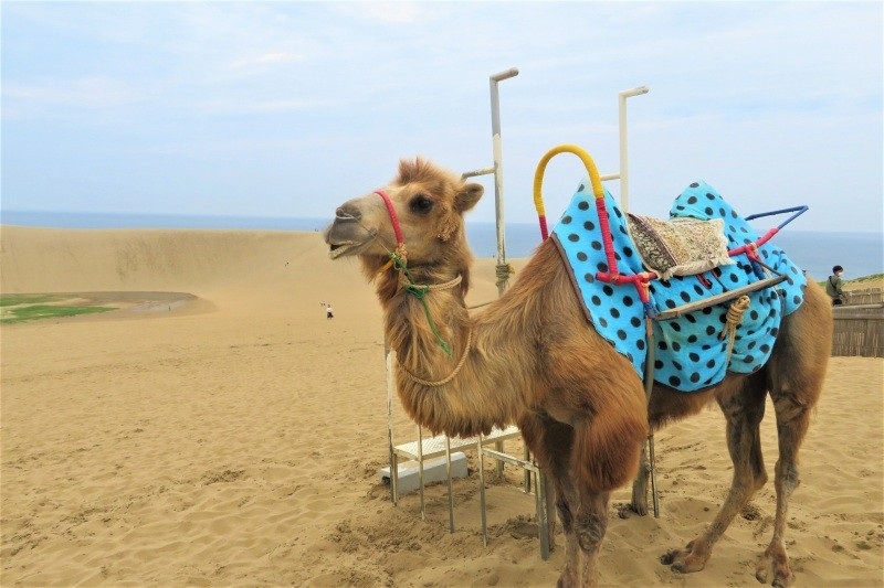 If you are short on time, take a photo with a camel!