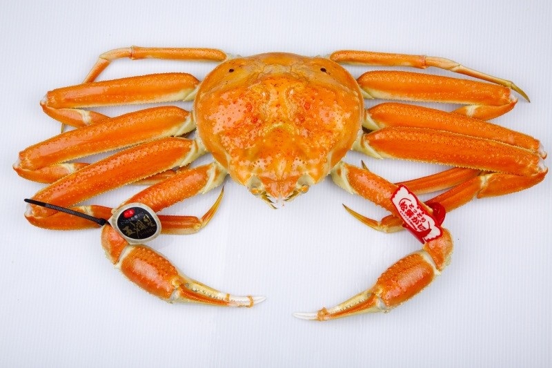 “Itsukiboshi,” the premium Matsuba crab brand