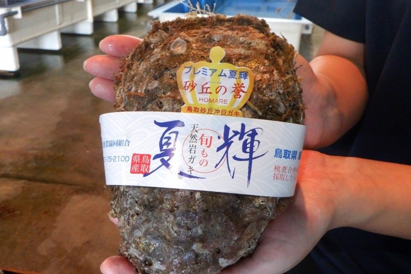 The supersized king of rock oysters from Tottori