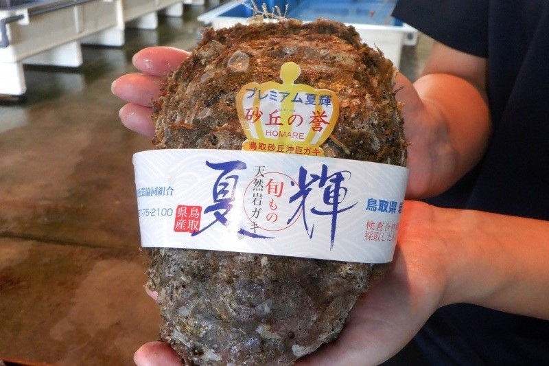 超級巨無霸!鳥取的岩牡蠣之王