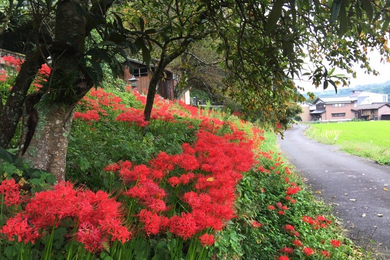 秋の彼岸花