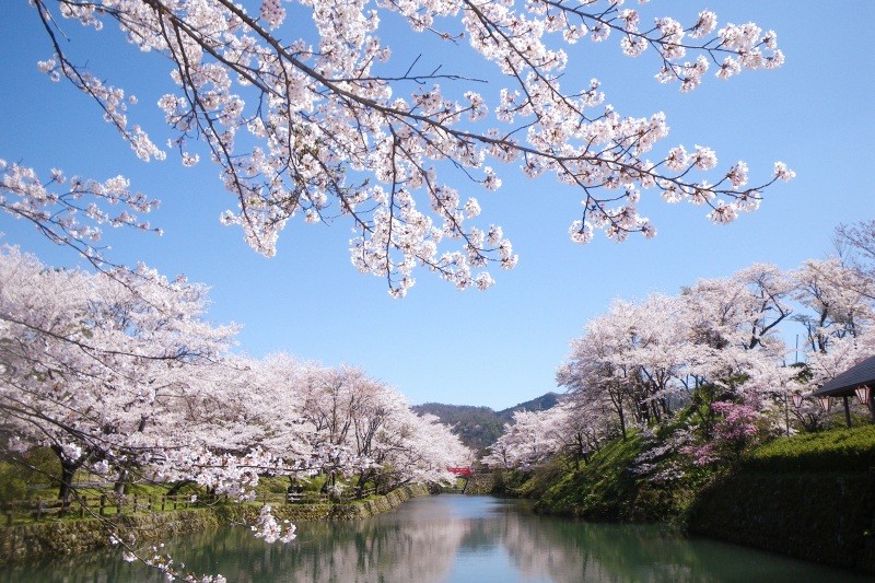 桜の見所 鹿野城跡公園