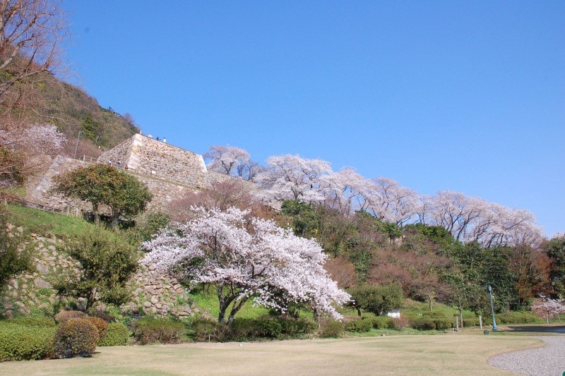 桜の名所二ノ丸