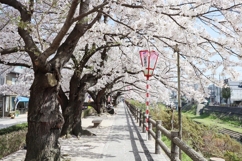 桜満開の桜土手