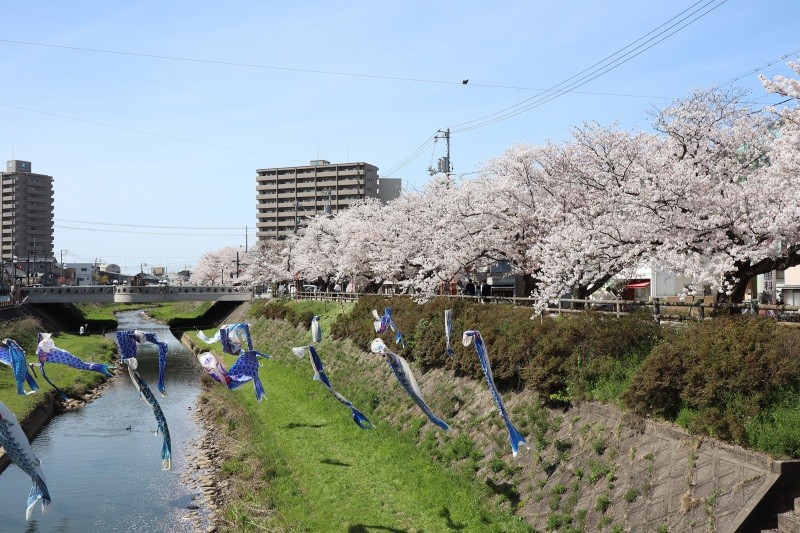 桜土手と吹き流し