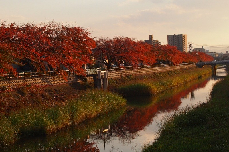 紅葉の桜土手