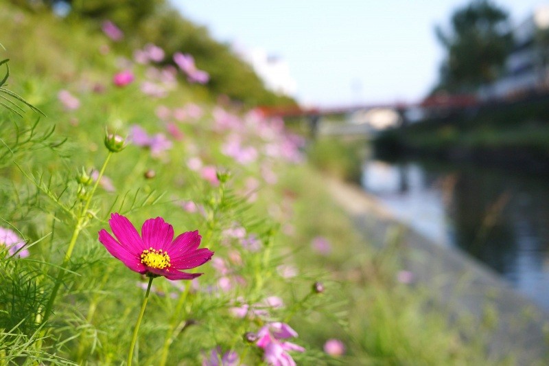 桜土手に咲くコスモス