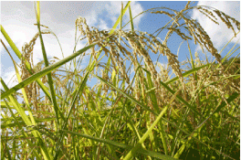 Tottori’s Original Sake Rice “Goriki”