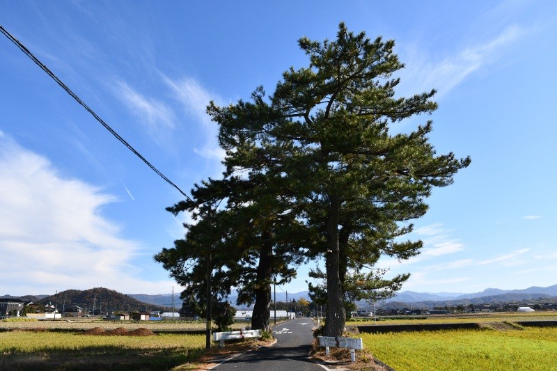 神社参道の松並木