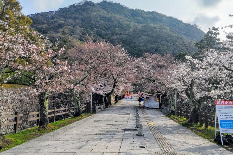 2024年4月4日撮影　宝珠橋付近・お堀端は木によっては咲き始めてます