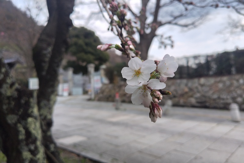 2024年4月4日撮影　宝珠橋付近・お堀端は木によっては咲き始めてます