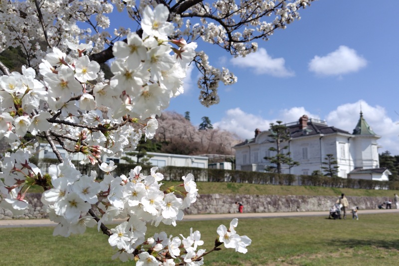 2024年4月7日撮影　満開になりました