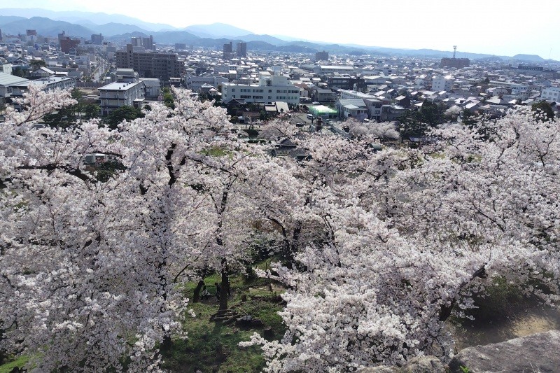 2024年4月7日撮影　二ノ丸から見下ろす桜も良いですね