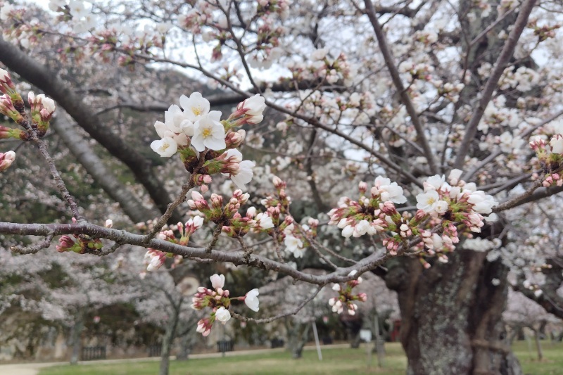 2024年4月7日撮影　二ノ丸から見下ろす桜も良いですね