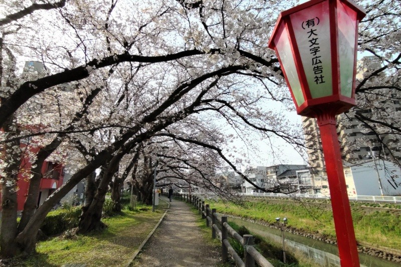 2024年4月4日撮影　智頭橋～鹿野橋は良く咲いています
