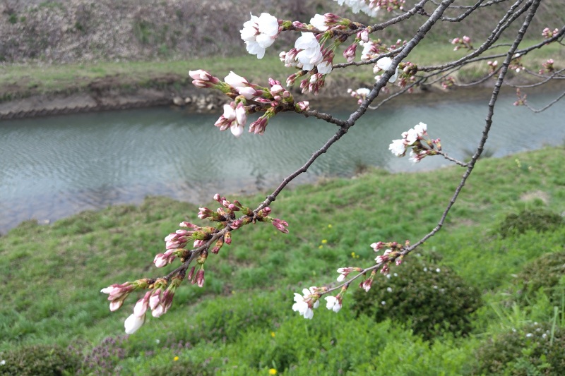 2024年4月4日撮影　花見橋