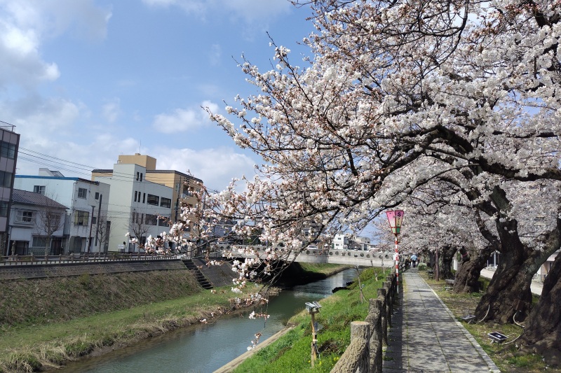 2024年4月4日撮影　智頭橋～鹿野橋は良く咲いています