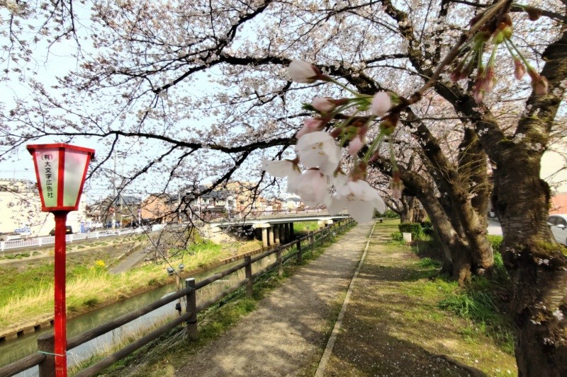 2024年4月4日撮影　智頭橋～鹿野橋は良く咲いています