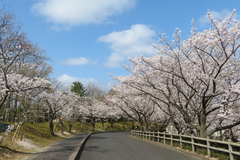 因幡千本桜「桜の園」