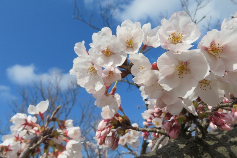 因幡千本桜「桜の園」