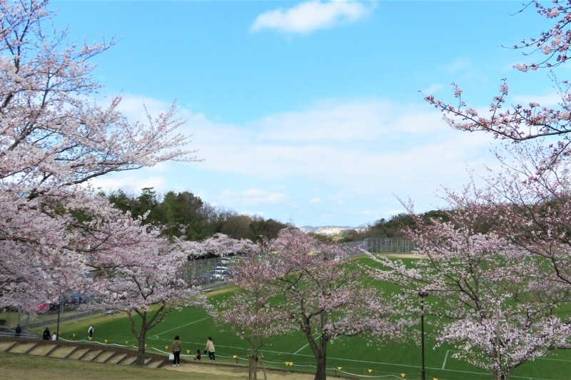 因幡千本桜「桜の園」