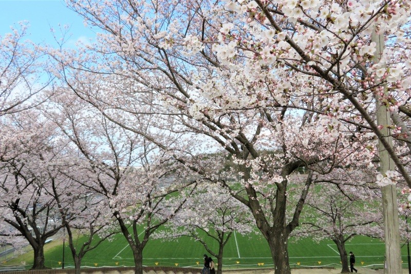 因幡千本桜「桜の園」