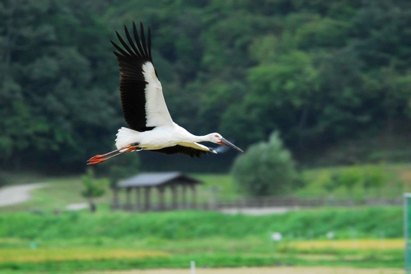 幸せを呼ぶコウノトリ