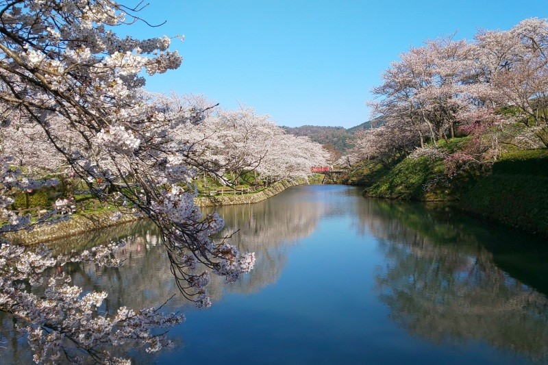 鹿野城址　お堀の桜