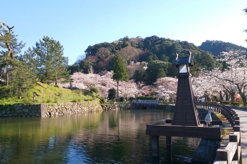 鹿野城址　お堀の桜