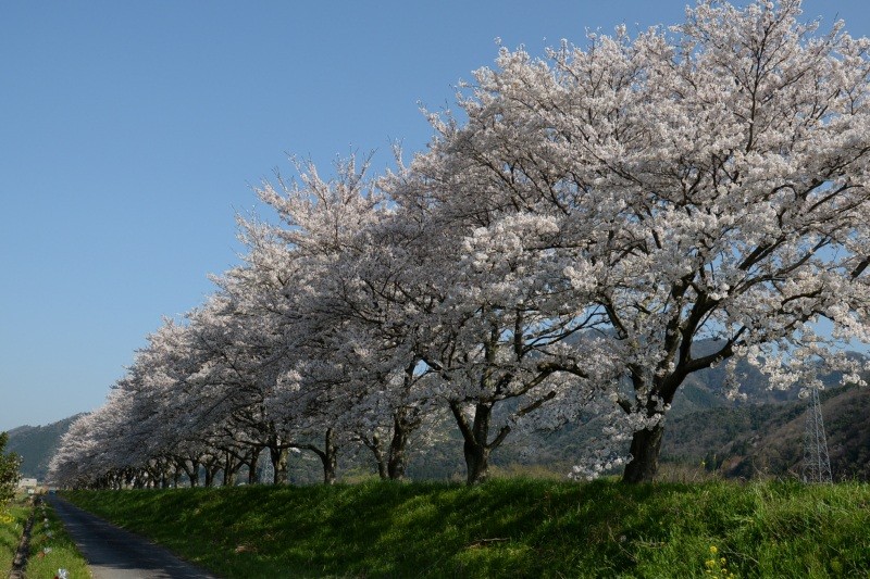 安部の桜土手