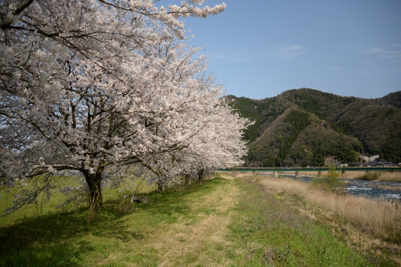 金崎橋付近