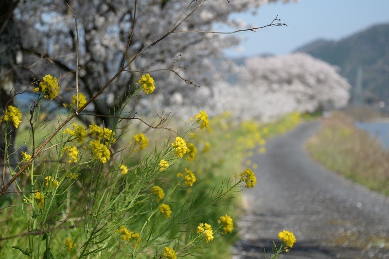 安部の桜土手