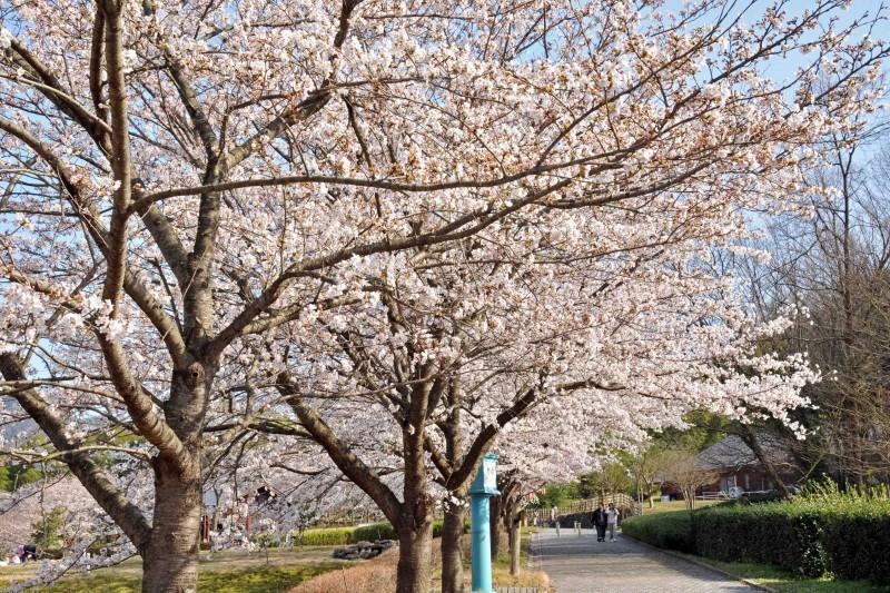 船岡竹林公園