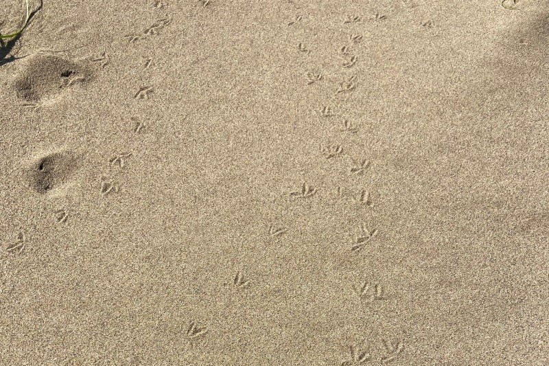 チドリの足跡　©鳥取砂丘ビジターセンター