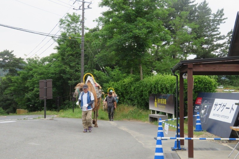 砂の美術館サブゲートの横をらくださん達が出勤のため歩いてきました