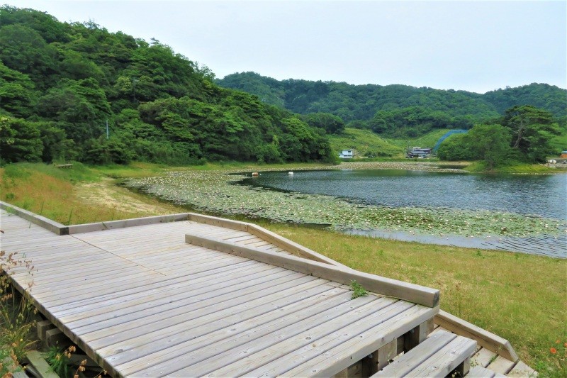 多鯰ヶ池周辺に整備中の木道に沿って散策をするのもおすすめです