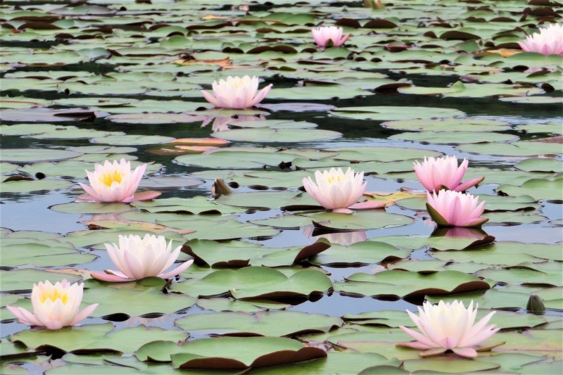 多鯰ヶ池では初夏にみごとな睡蓮が咲きます